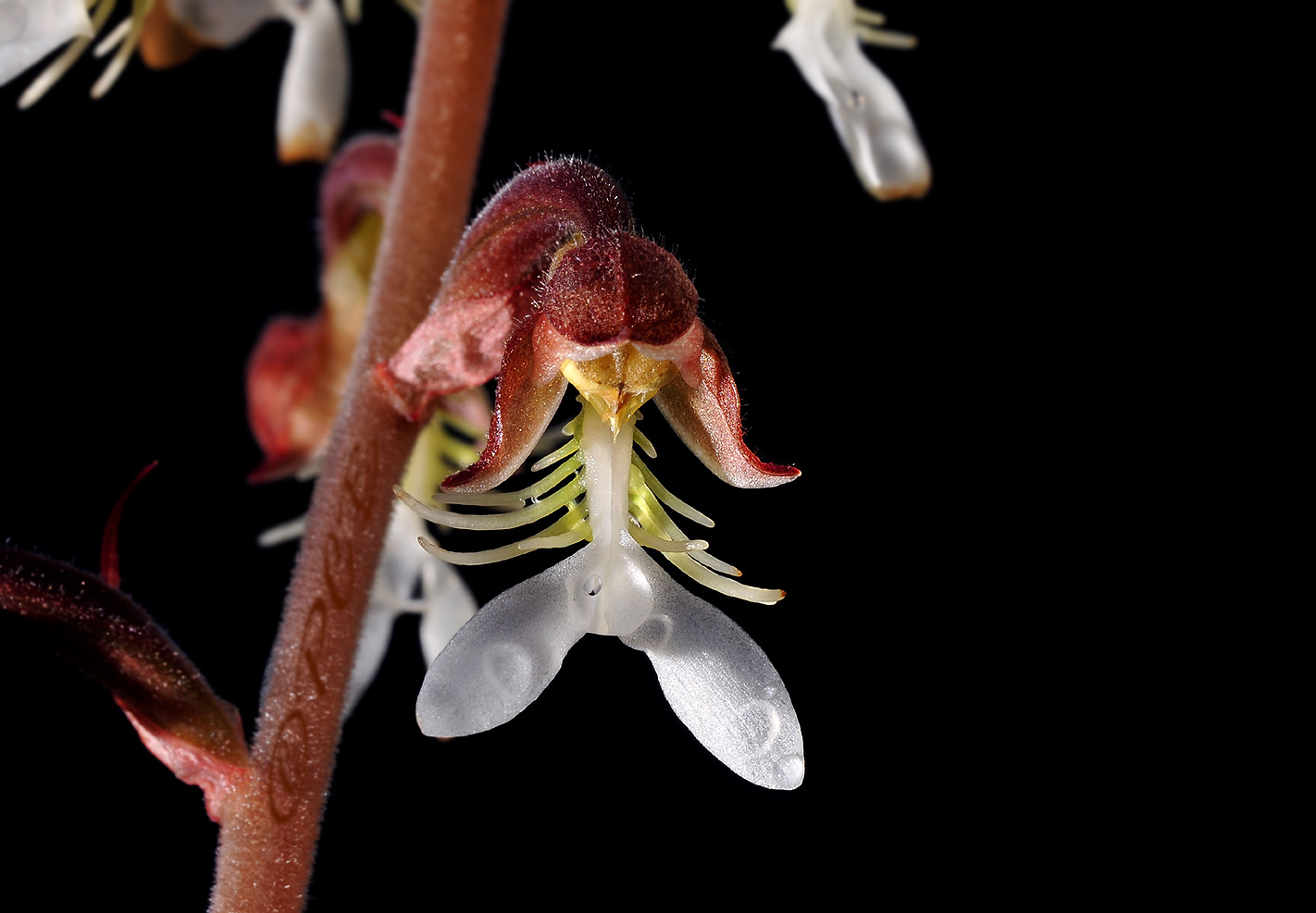 Anoectochilus formosanus, flower 1 cm