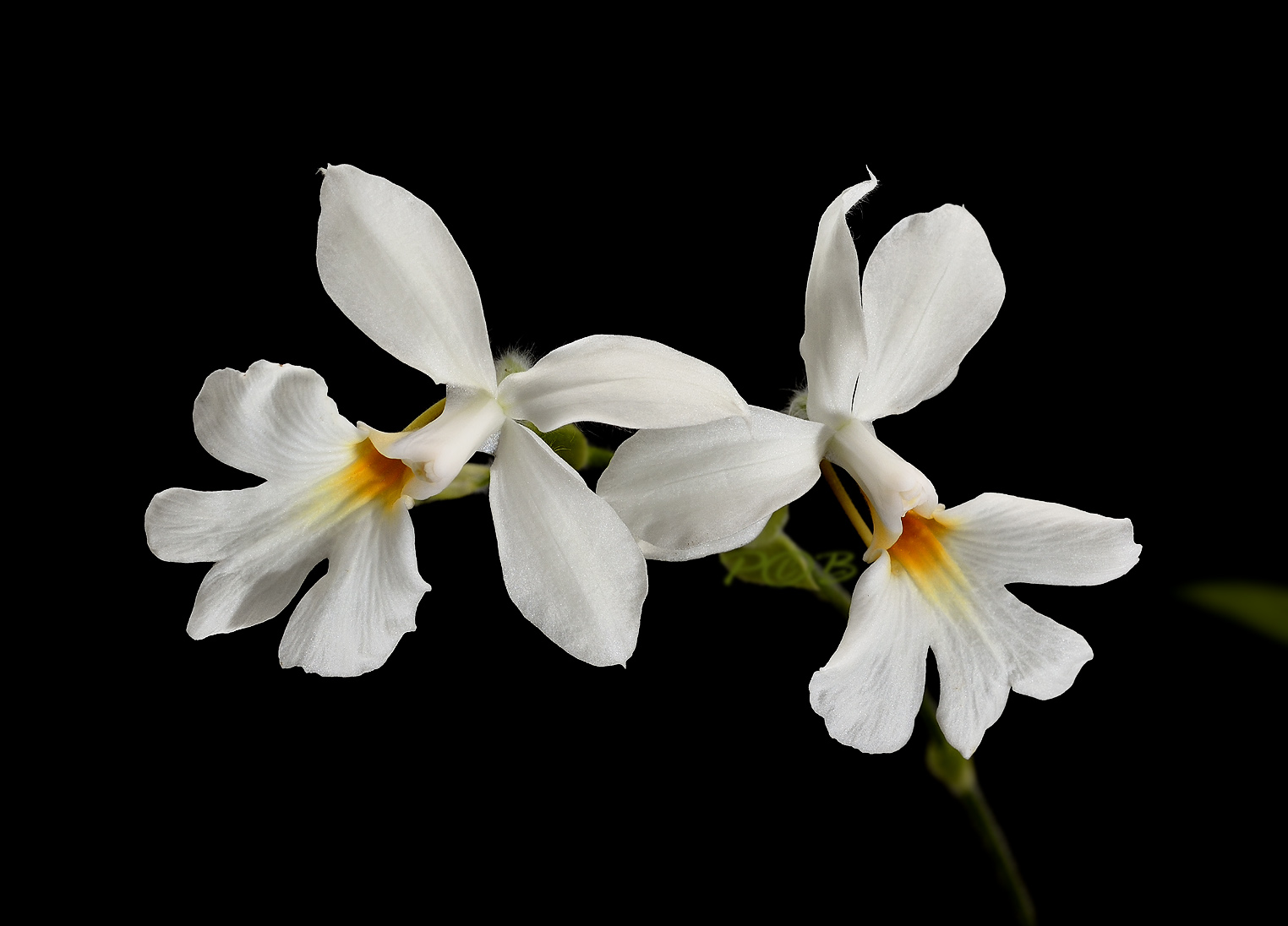 Calanthe vestita from Thailand