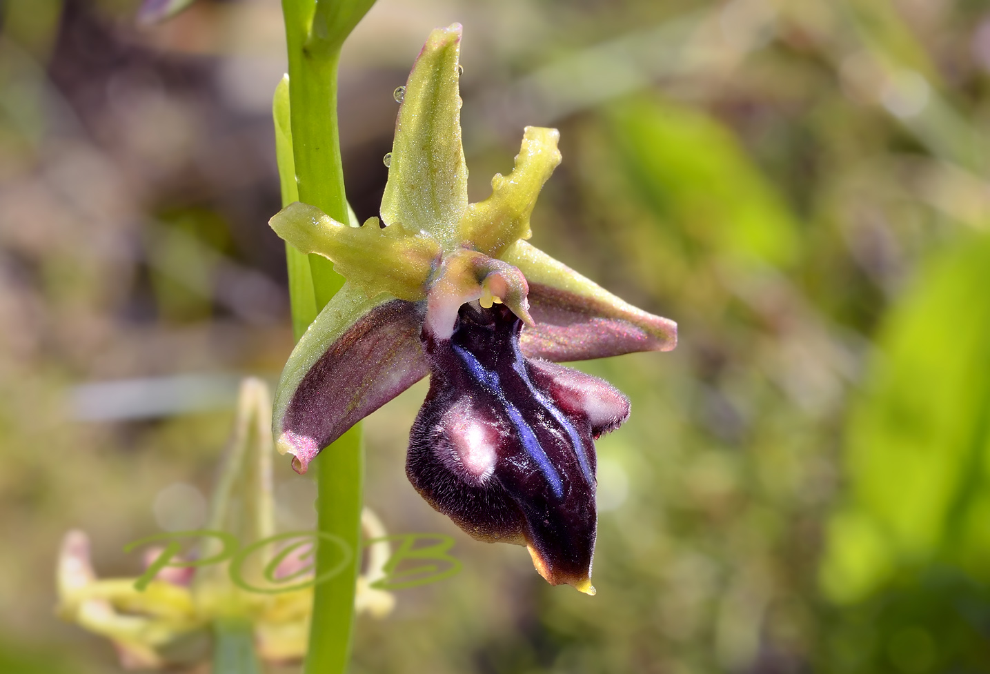 Ophrys morio,  flower 36 mm