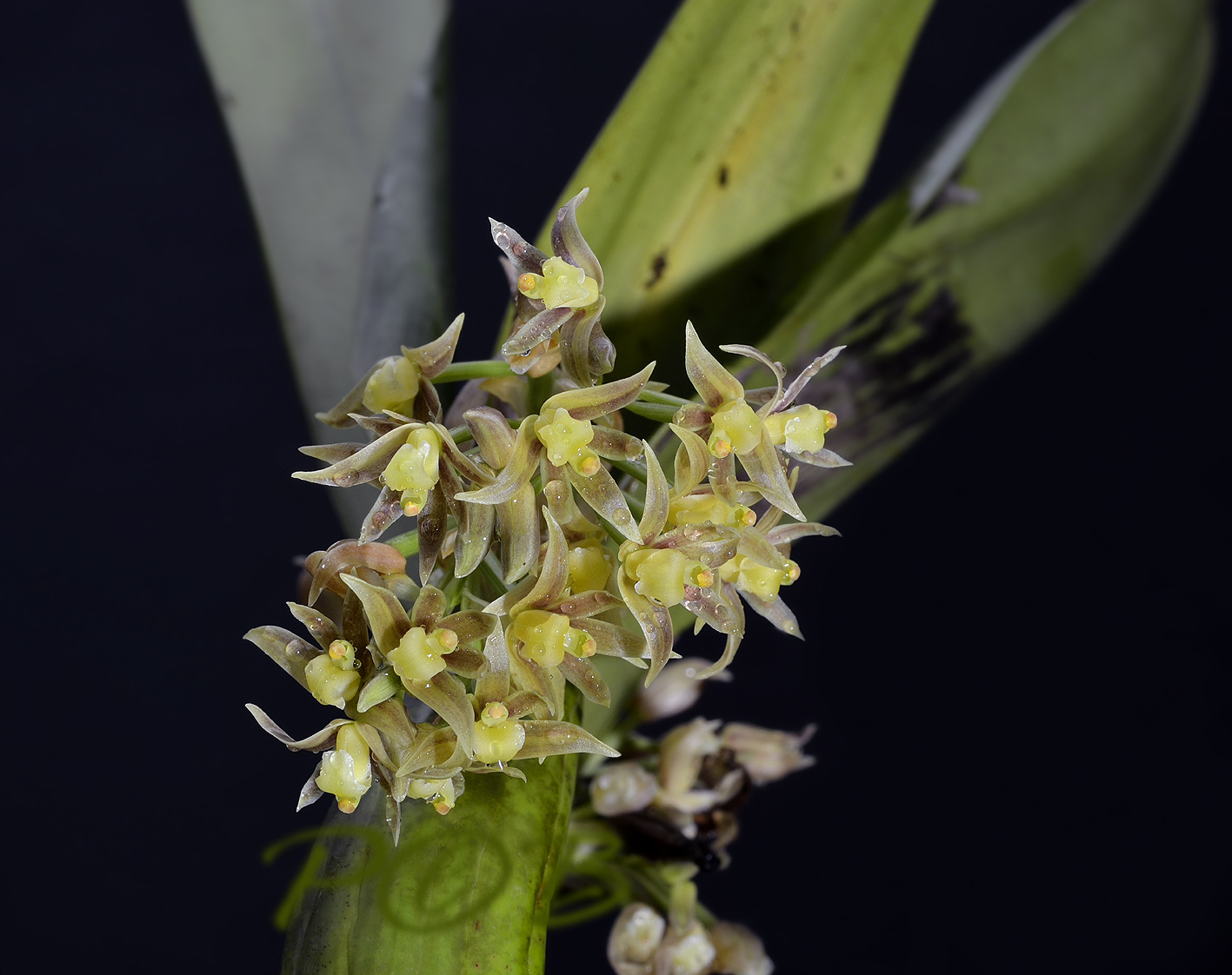 Scaphyglottis lindenii