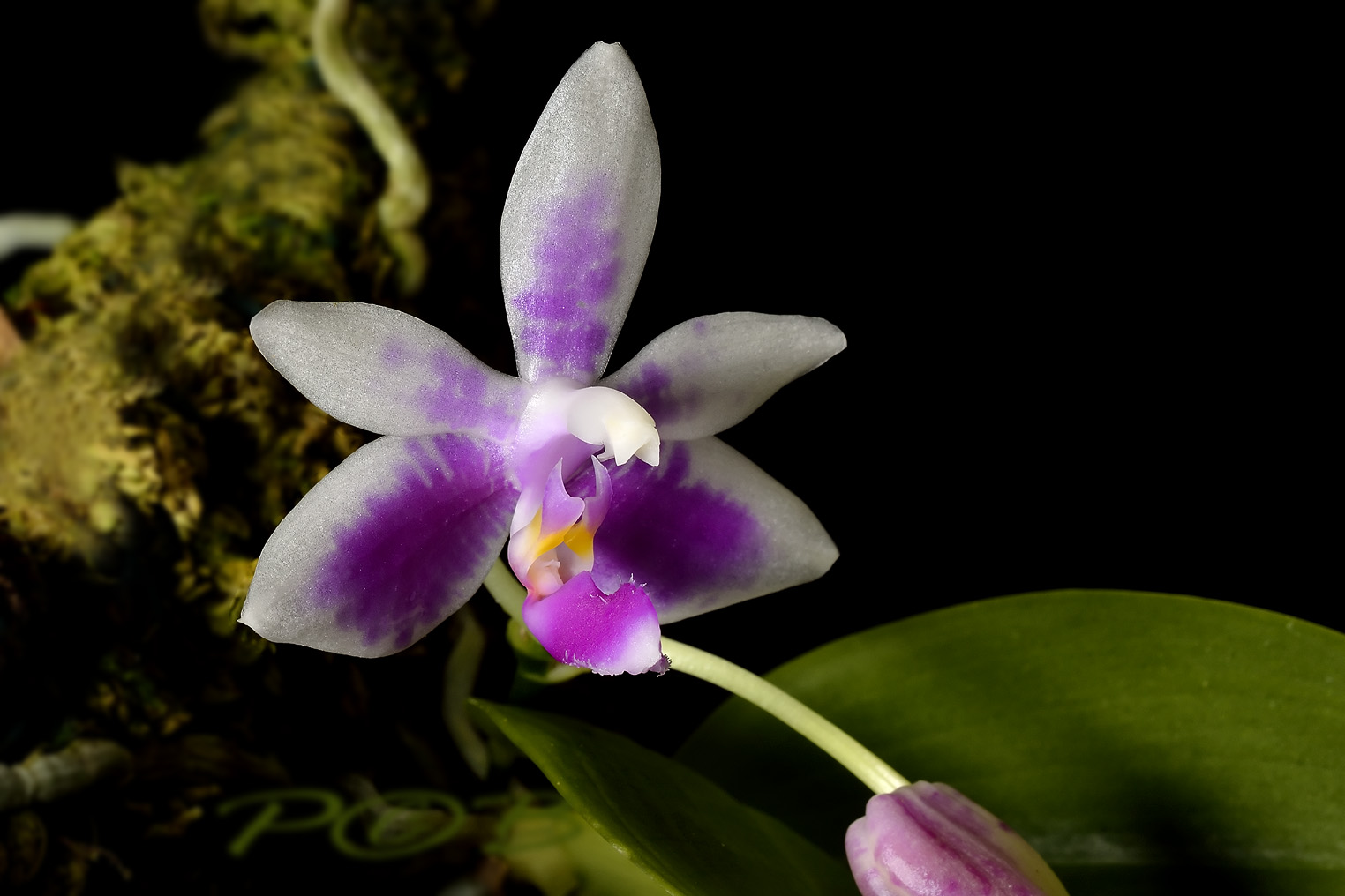 Phalaenopsis modesta