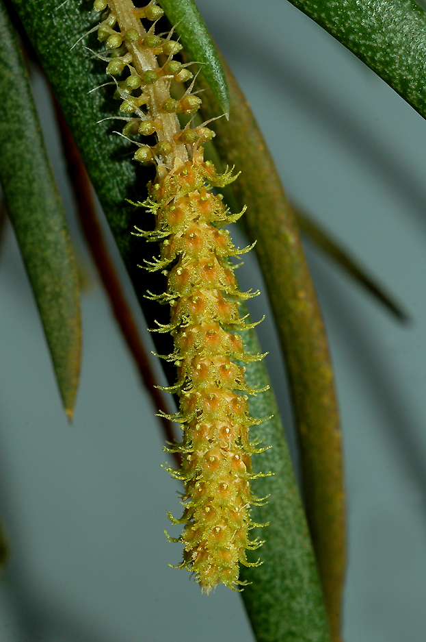 Oberonia myosurus,  flowers 1  mm