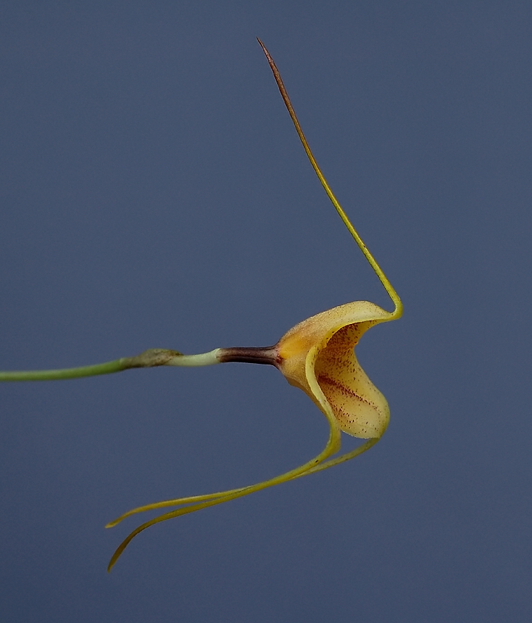 Masdevallia wubbenii
