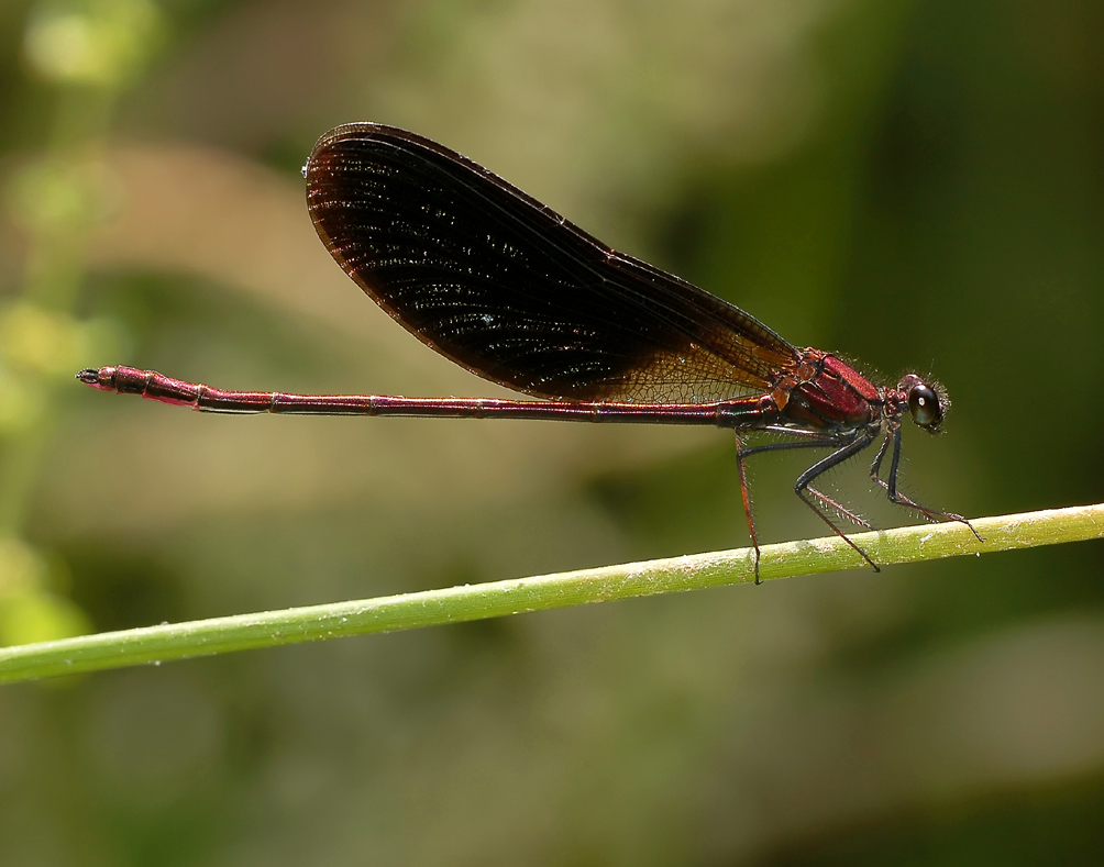 Calopteryx haemorrhoidalis, man   (koperen beekjuffer)