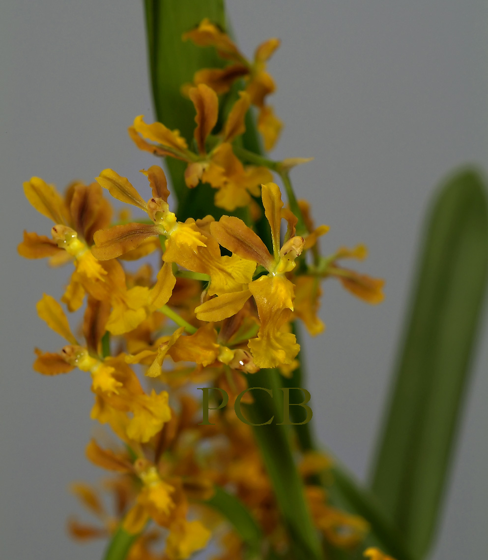 Oncidium sp.  flowers 1 cm
