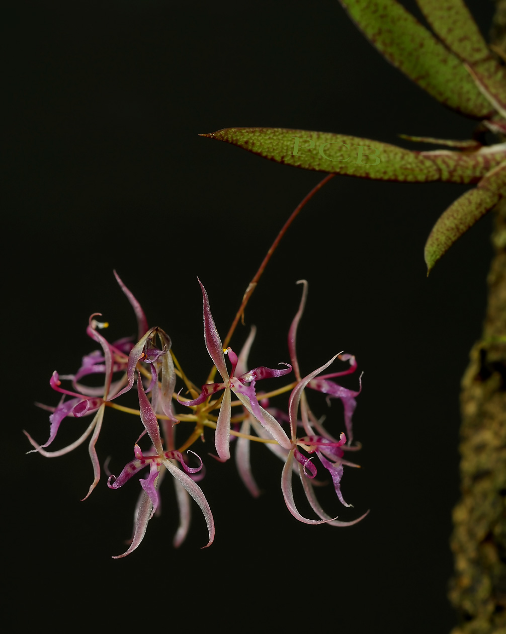 Macroclinium manabina, flowers 8 mm