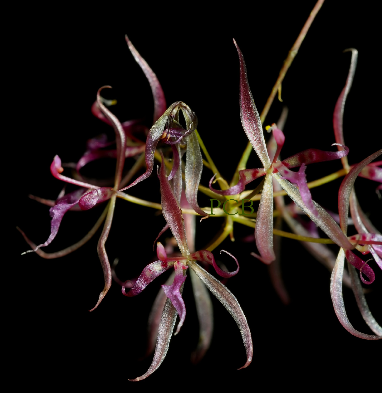 Macroclinium manabina, close, flowers 8 mm