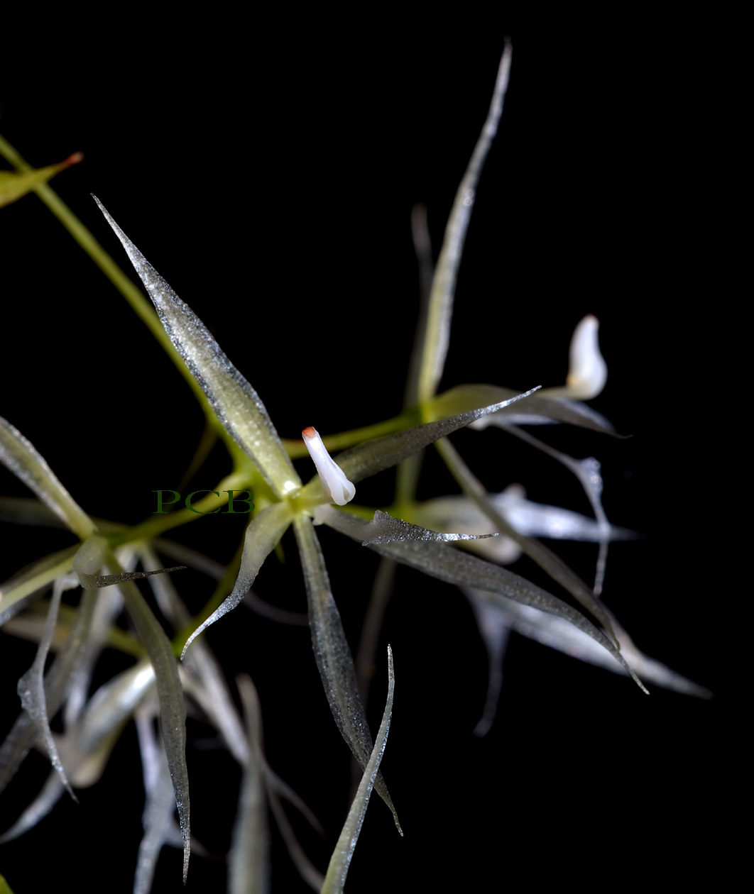 Macroclinium generalense alba  flowers 9 mm