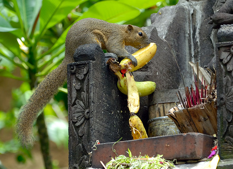 Balinise squirrel robbing a temple offering