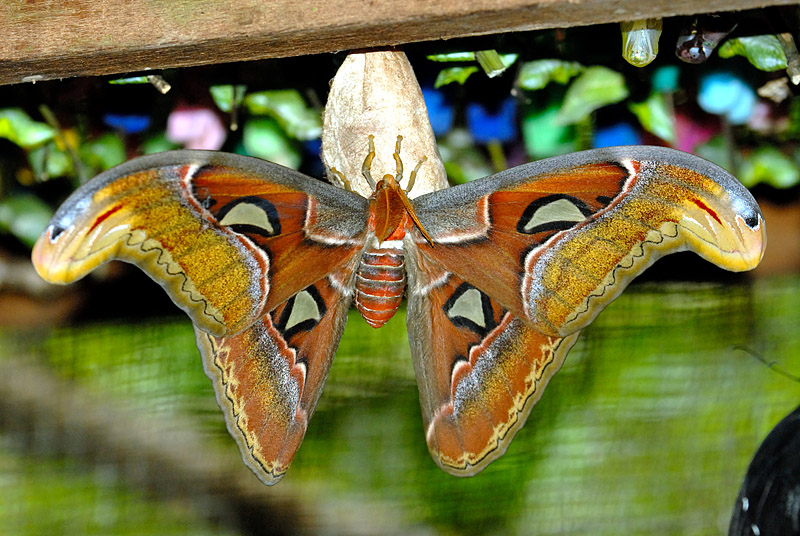 Atlas Moth - the worlds biggest moth and it is enormous