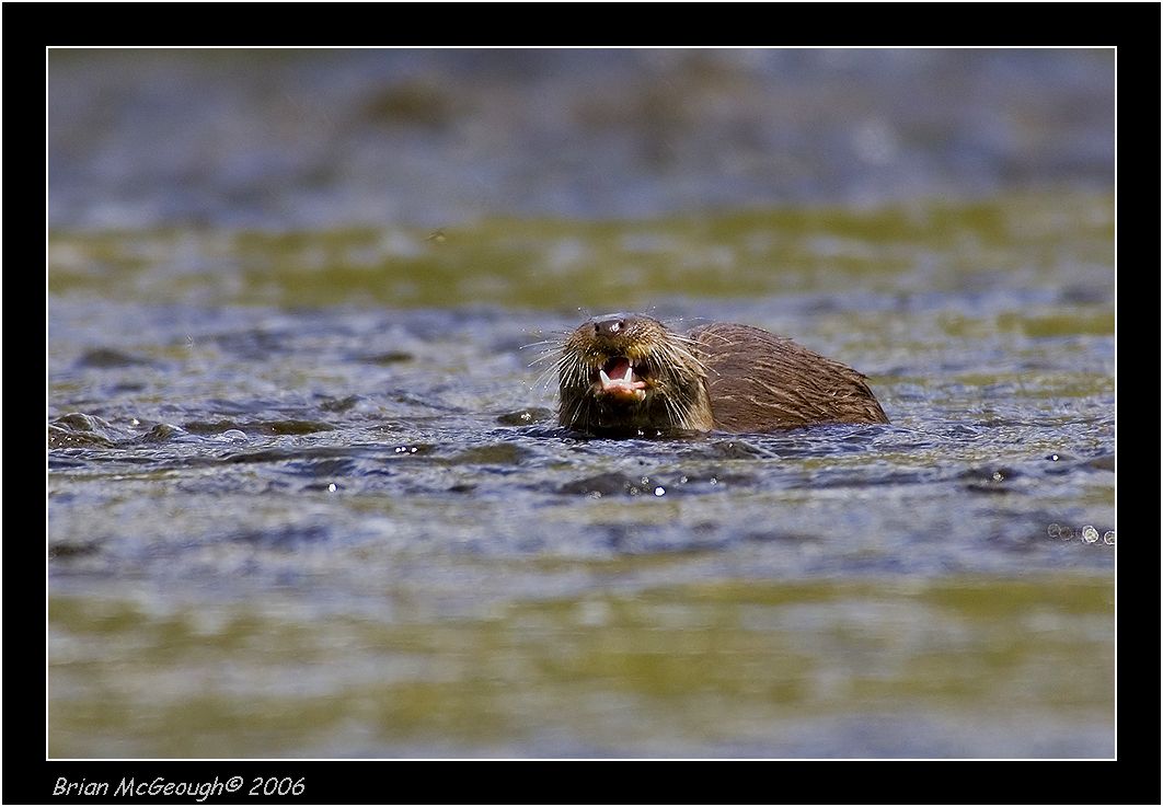 otter with lunch.jpg