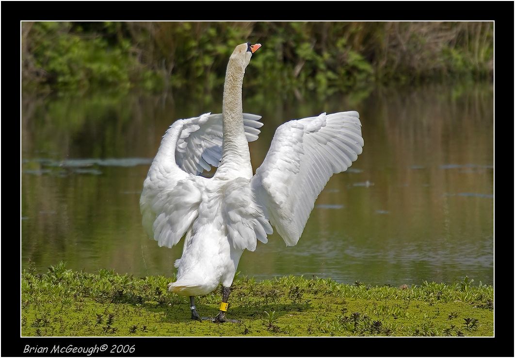 female mute swan.jpg