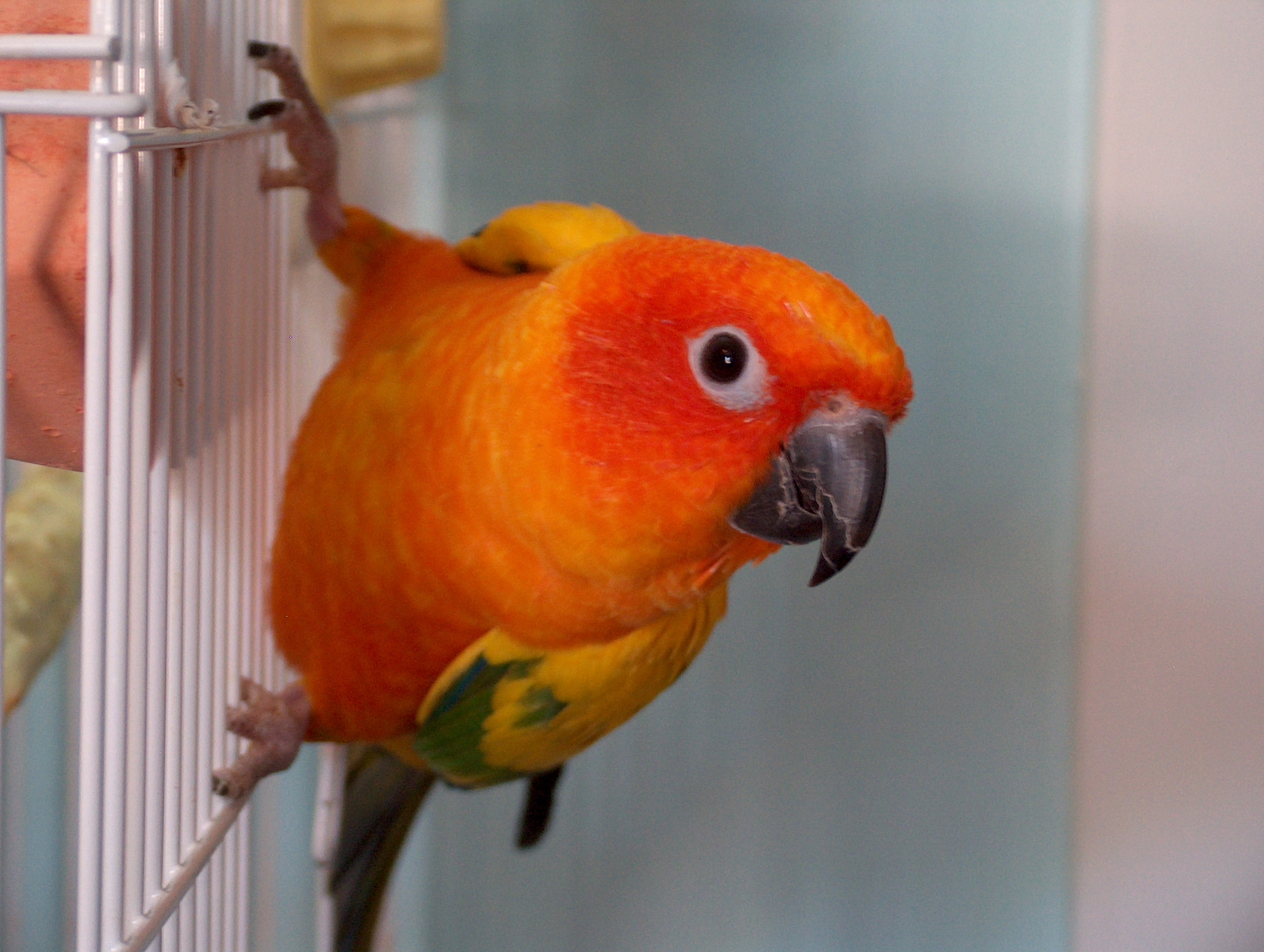 Parrot in attack mode?