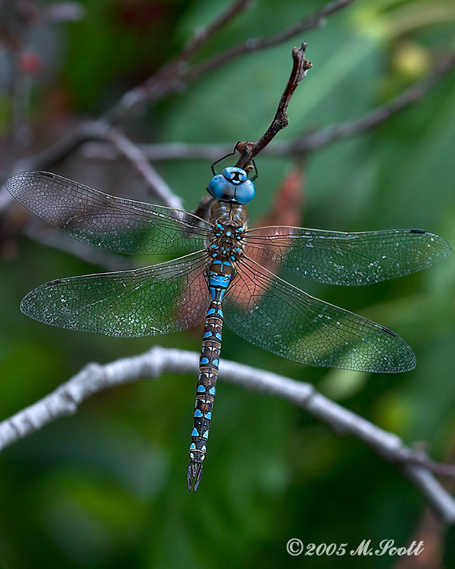 dragonfly_8695.jpg