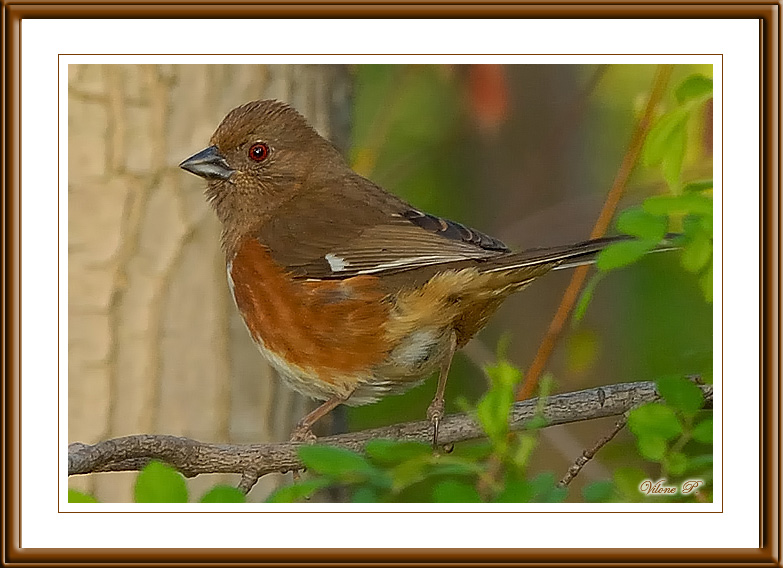 Female Eastern Towhee