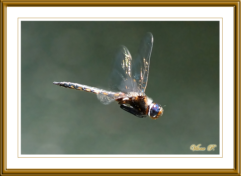 Common Baskettail in flight (Male)