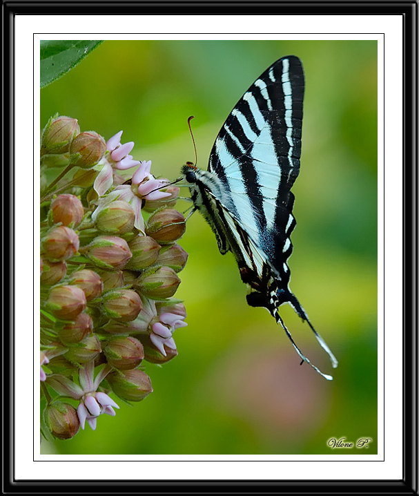 Zebra Swallowtail