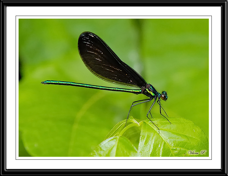 Ebony Jewelwing