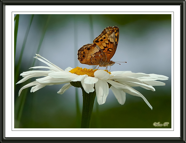 Variegated Fritillary