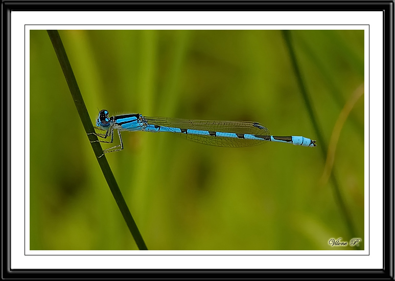 Boreal Bluet