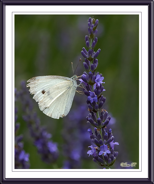 European Cabbage White