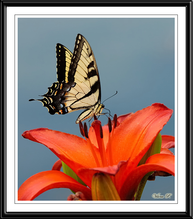 Eastern Tiger Swallowtail