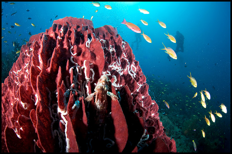 Pescador sponge & scorpionfish