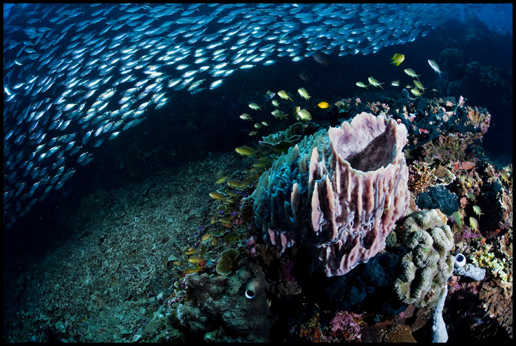 Pescador under the sardine run 3