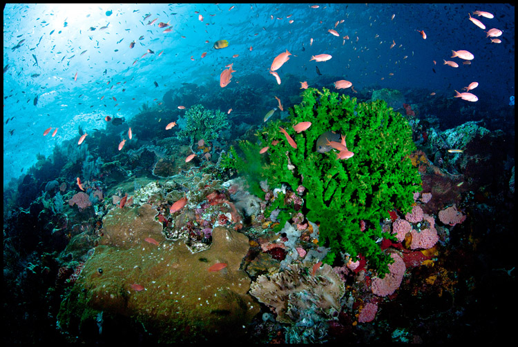 Tatawa Besar Reefscape 2