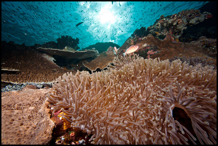 Batu Bolong anemone