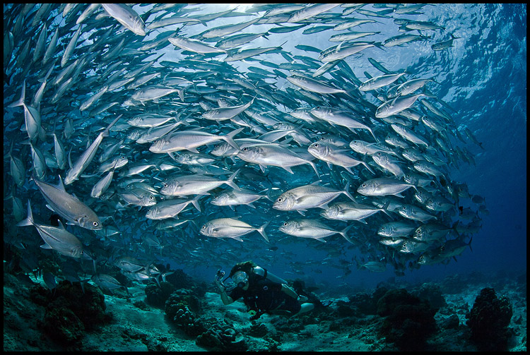 Jackfish school in the shallows 1