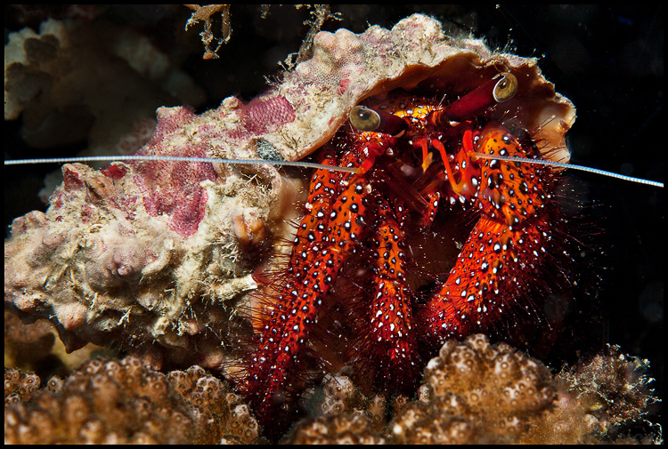 Red Hermit Crab