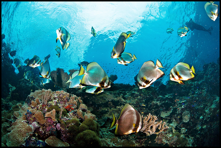 Playful batfish