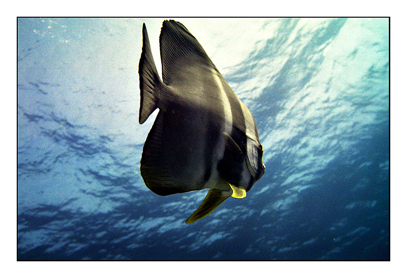 Maldivian batfish