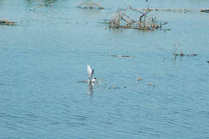 Bird with fish landing