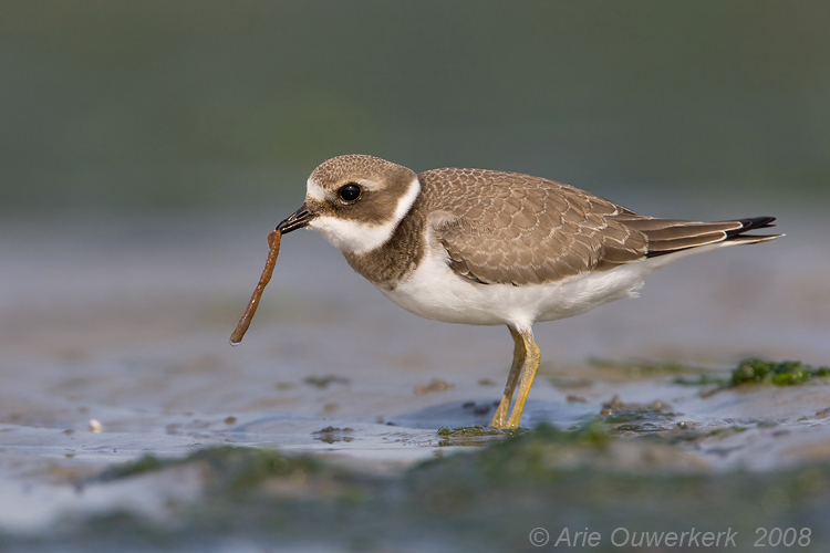 Common Ringed Plover - Bontbekplevier - Charadrius hiaticula