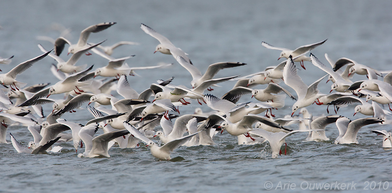 Black-headed Gull - Kokmeeuw - Larus ridibundus