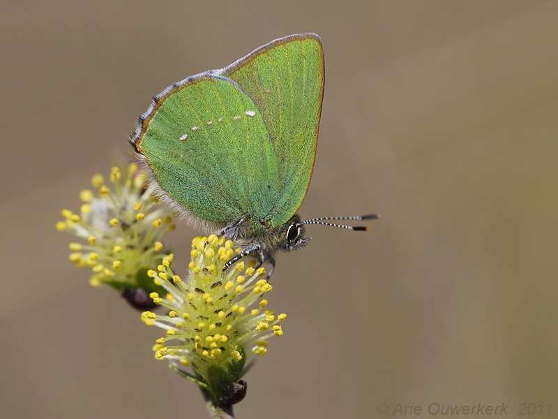 Groentje - Green Hairstreak - Callophrys rubi