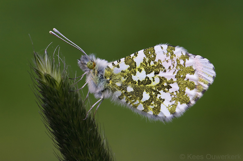 Oranjetipje - Anthocharis cardamines