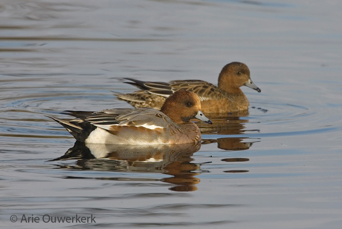 Eurasian Wigeon - Smient - Anas penelope