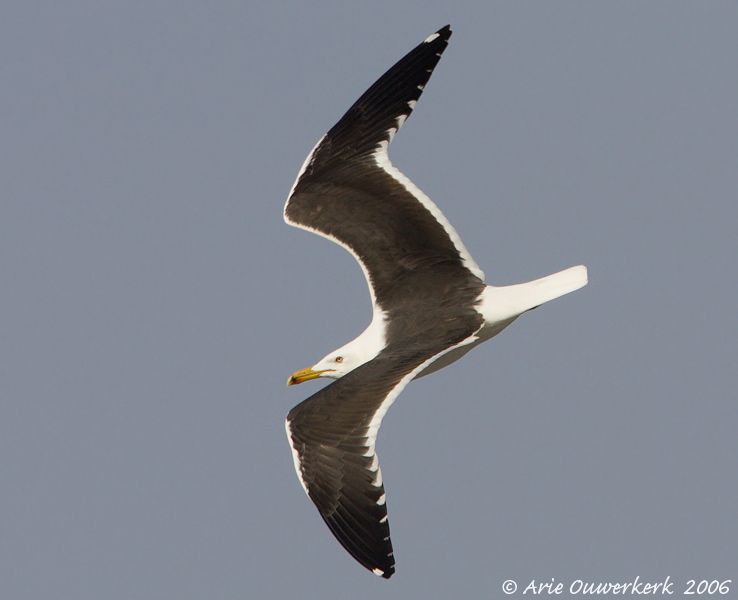 Baltic Gull  -  Baltische Mantelmeeuw  -  Larus fuscus fuscus