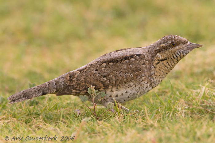 Eurasian Wryneck  -  Draaihals  -  Jynx torquilla