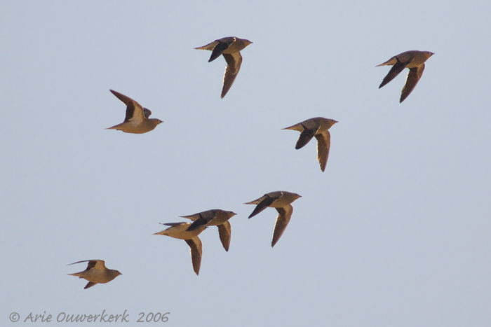 Crowned Sandgrouse  -  Kroonzandhoen  -  Pterocles coronatus
