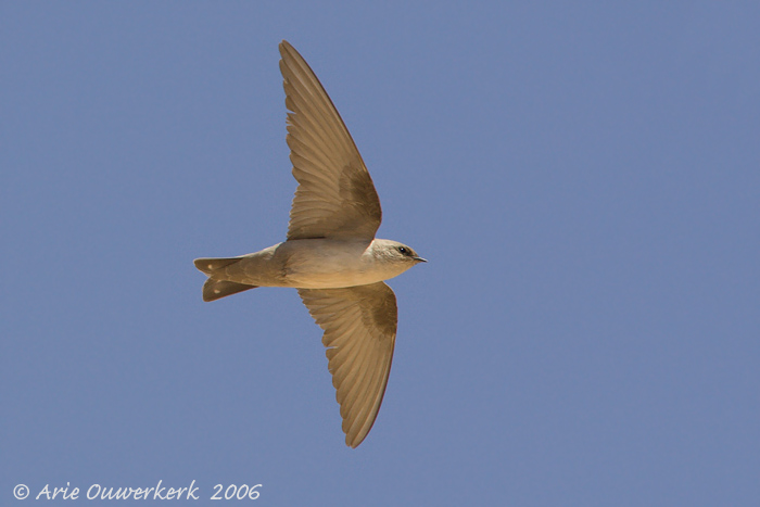 Pale Crag Martin  -  Vale Rotszwaluw  -  Ptyonoprogne obsoleta