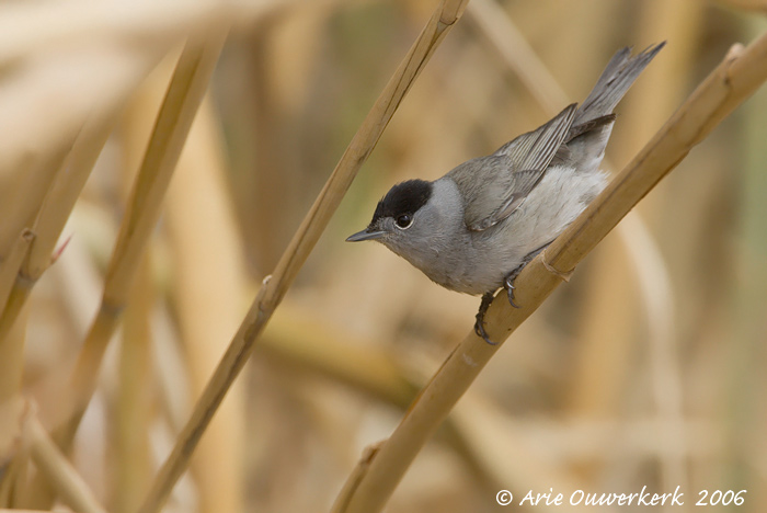 Blackcap  -  Zwartkop  -  Sylvia atricapilla
