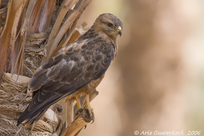 Steppe Buzzard  -  Steppebuizerd  -  Buteo buteo vulpinus