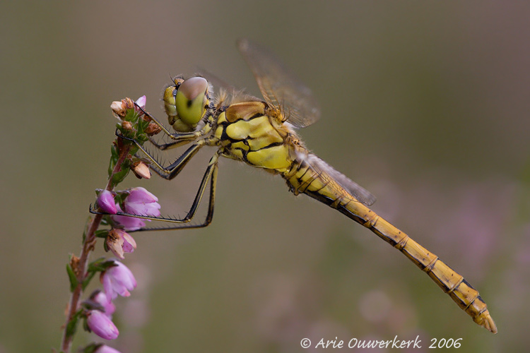 Moustached (Vagrant) Darter - Steenrode Heidelibel - Sympetrum vulgatum