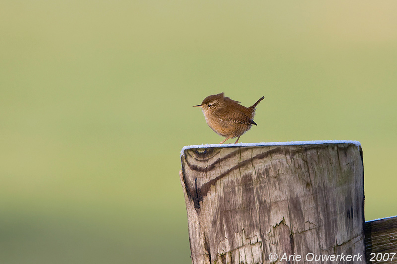 Winter Wren - Winterkoning - Troglodytes troglodytes