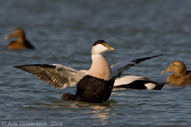 Common Eider - Eider - Somateria mollissima