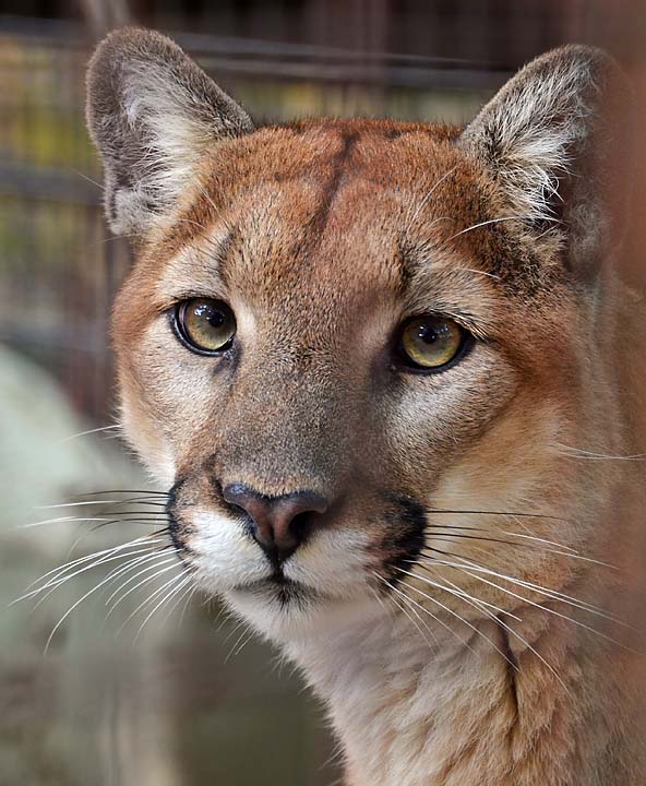Week # 2 - Watchful Cougar